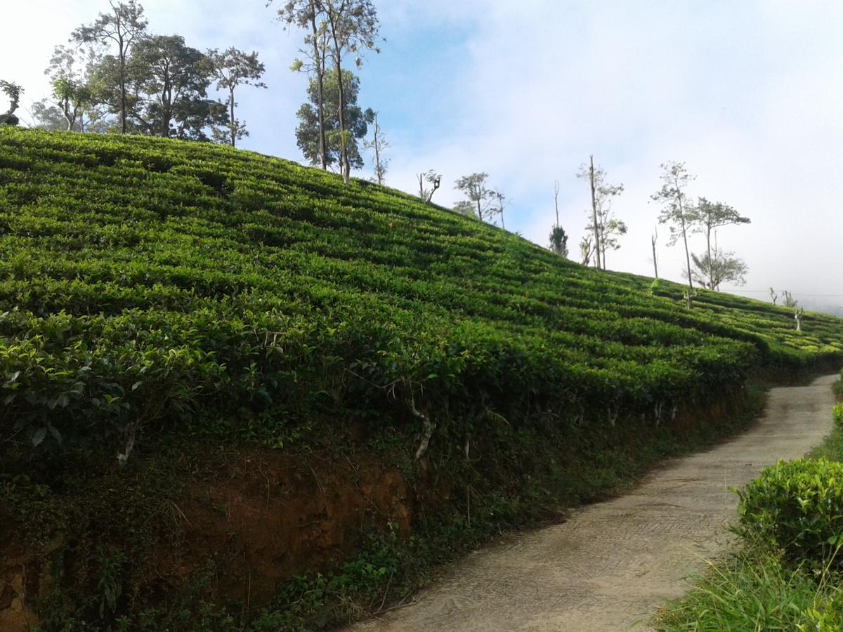 Yoho Nilmini Homestay Ella Ngoại thất bức ảnh